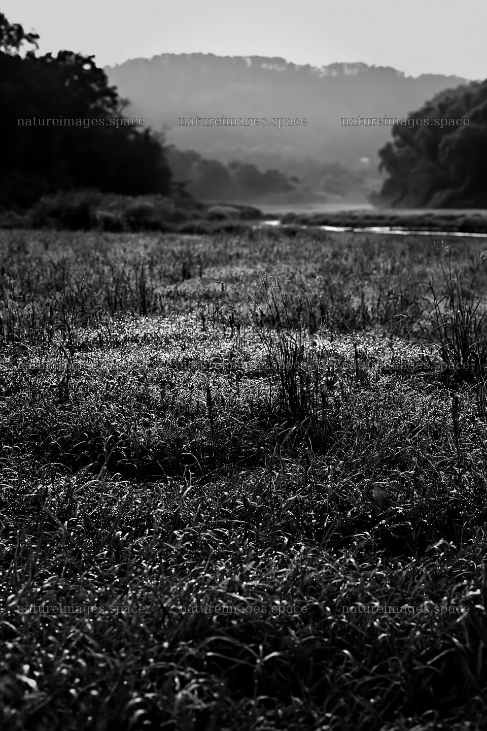 Niigata floodplain restoration meadow dew foreground – nature images 6480x9722