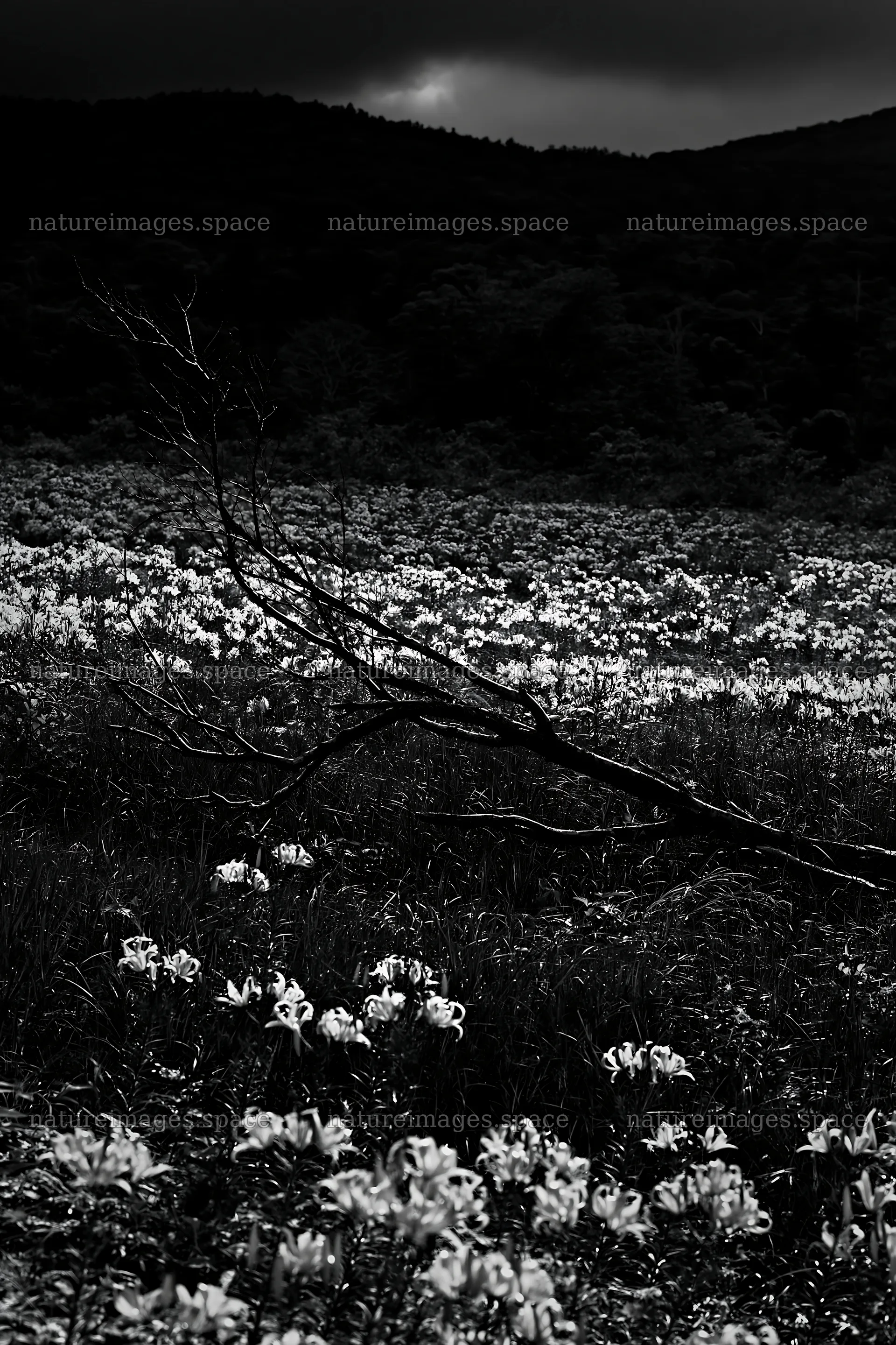 Yamagata rewilded meadow with fallen branch in the foreground – nature images 6480x9722