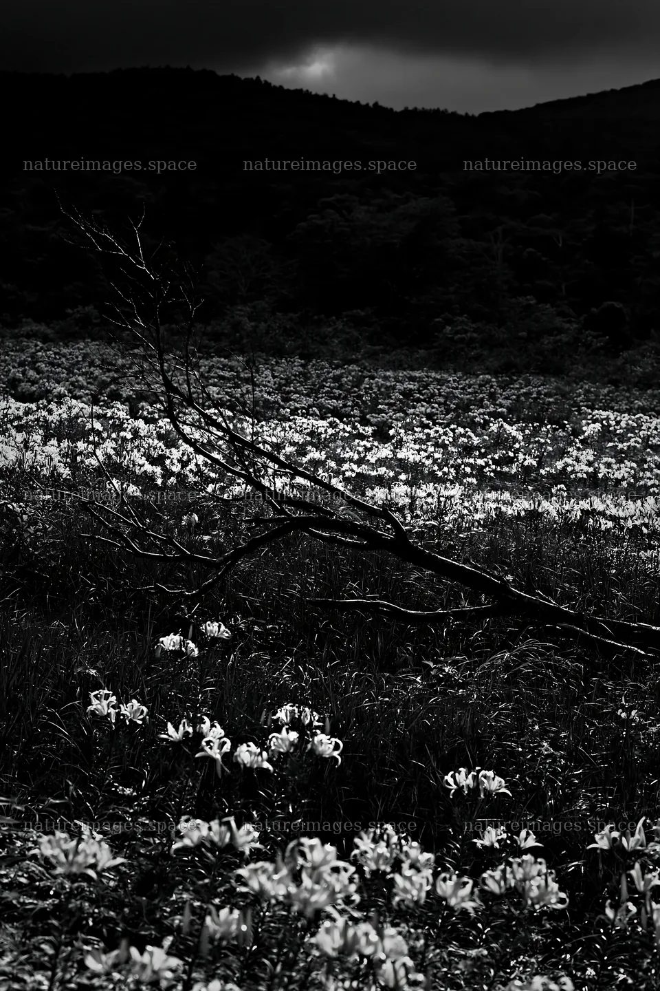 Yamagata rewilded meadow with fallen branch in the foreground – nature images 6480x9722