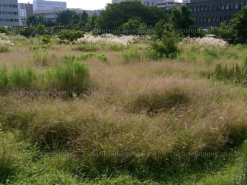 Tokyo urban biodiversity meadow with seedheads and greenery – nature images 9174x6866