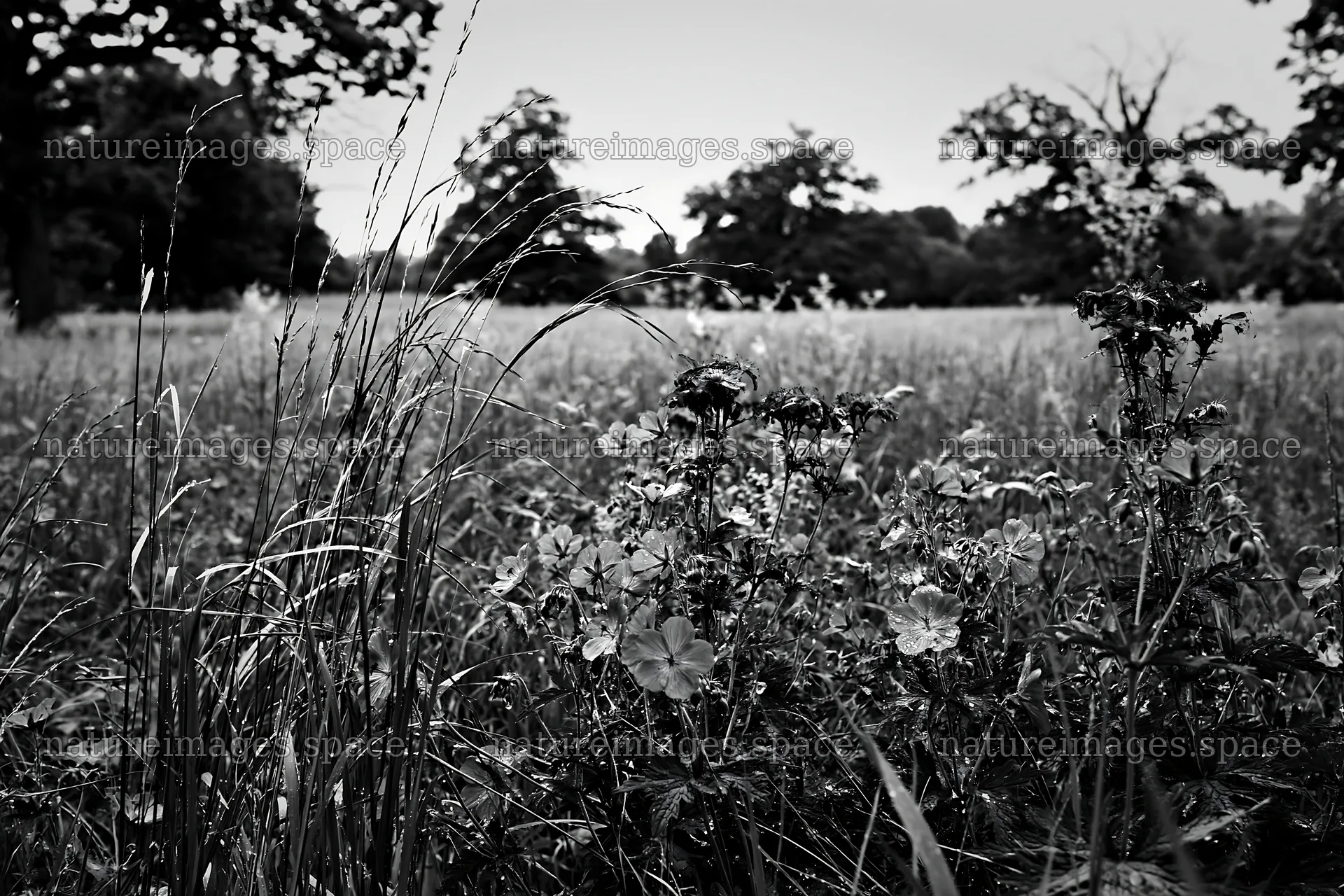 Tall grass meadow with purple flowers and green trees – nature images 9722x6480