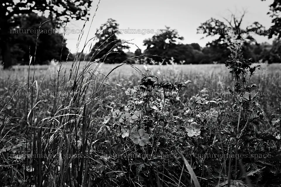 Tall grass meadow with purple flowers and green trees – nature images 9722x6480