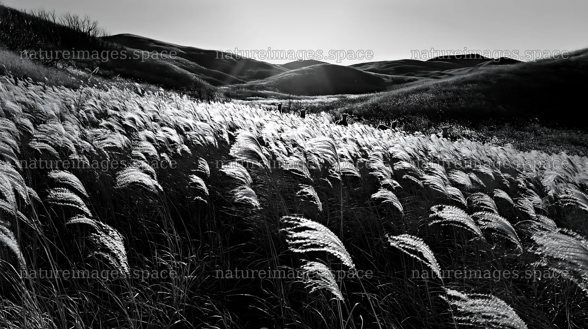 Akita meadow with silver grasses during snowmelt – nature images 10608x5938
