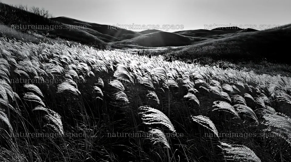Akita meadow with silver grasses during snowmelt – nature images 10608x5938