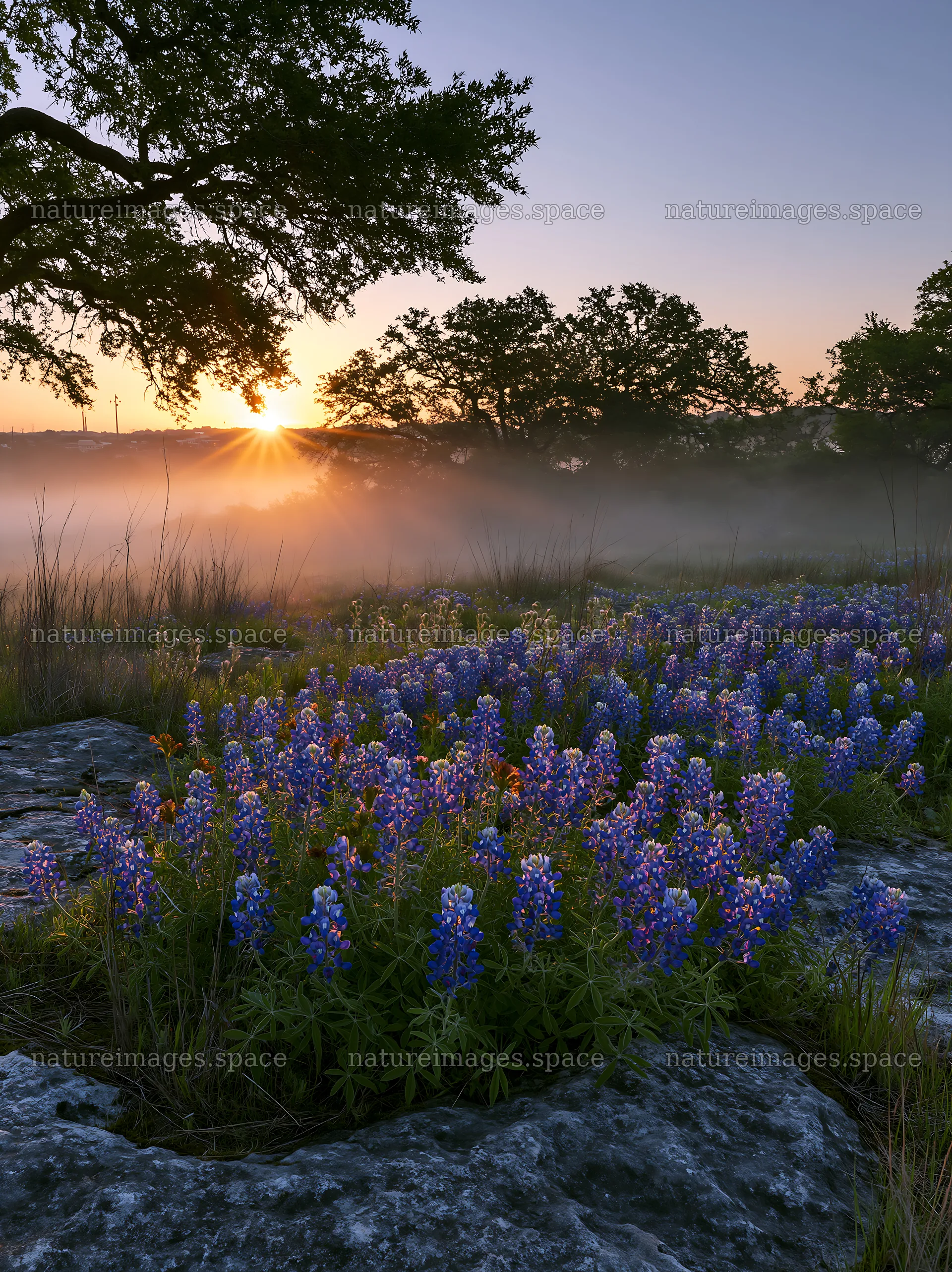 Bluebonnet meadow sunrise with trees and fog in the background – nature images 6866x9174