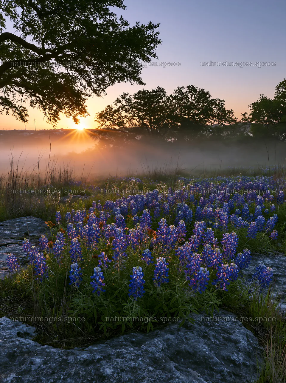 Bluebonnet meadow sunrise with trees and fog in the background – nature images 6866x9174