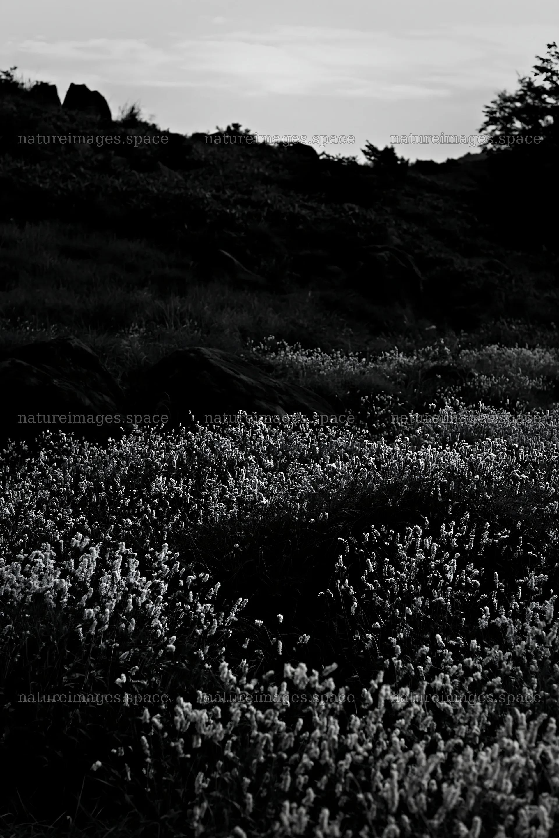 Oita highland meadow with granite stones and pink flowers – nature images 6480x9722