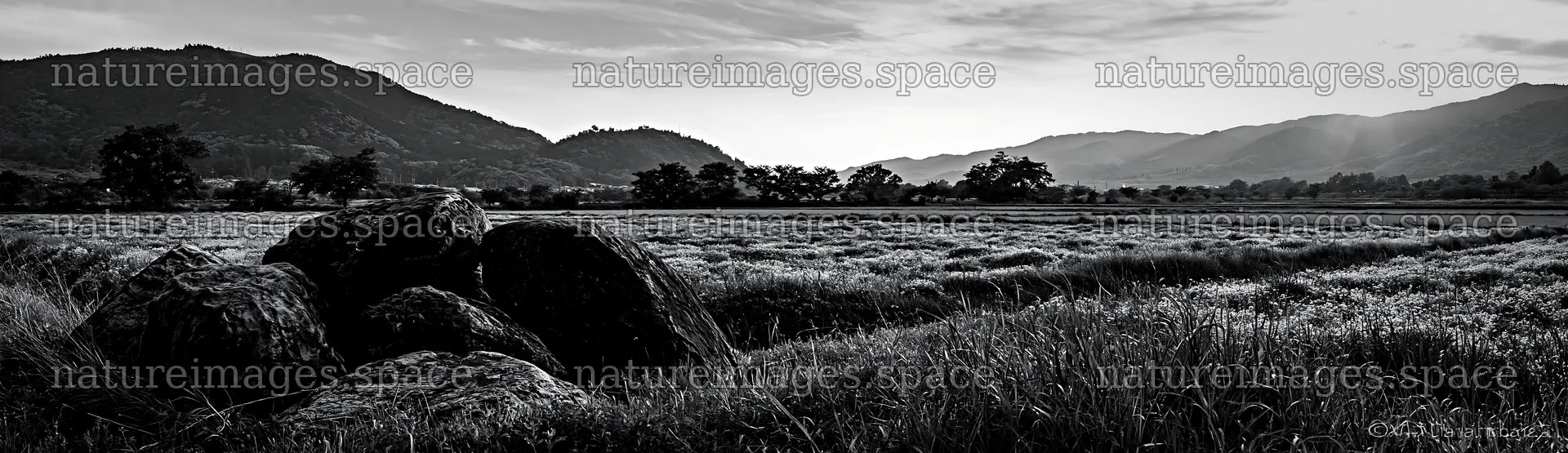 Kyoto spring wildflower meadow with stone foreground – nature images 14762x4268