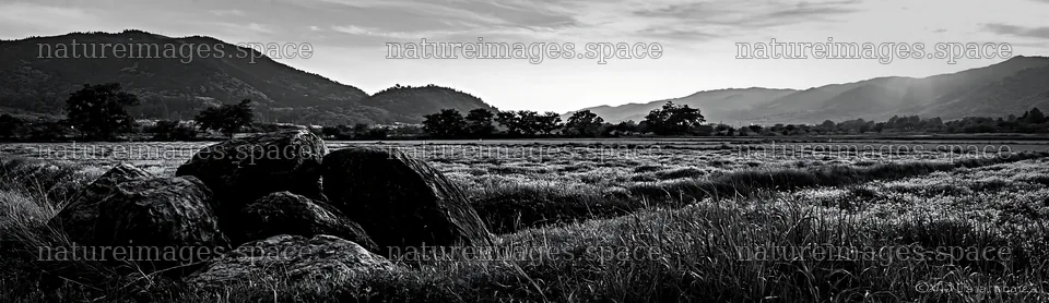 Kyoto spring wildflower meadow with stone foreground – nature images 14762x4268