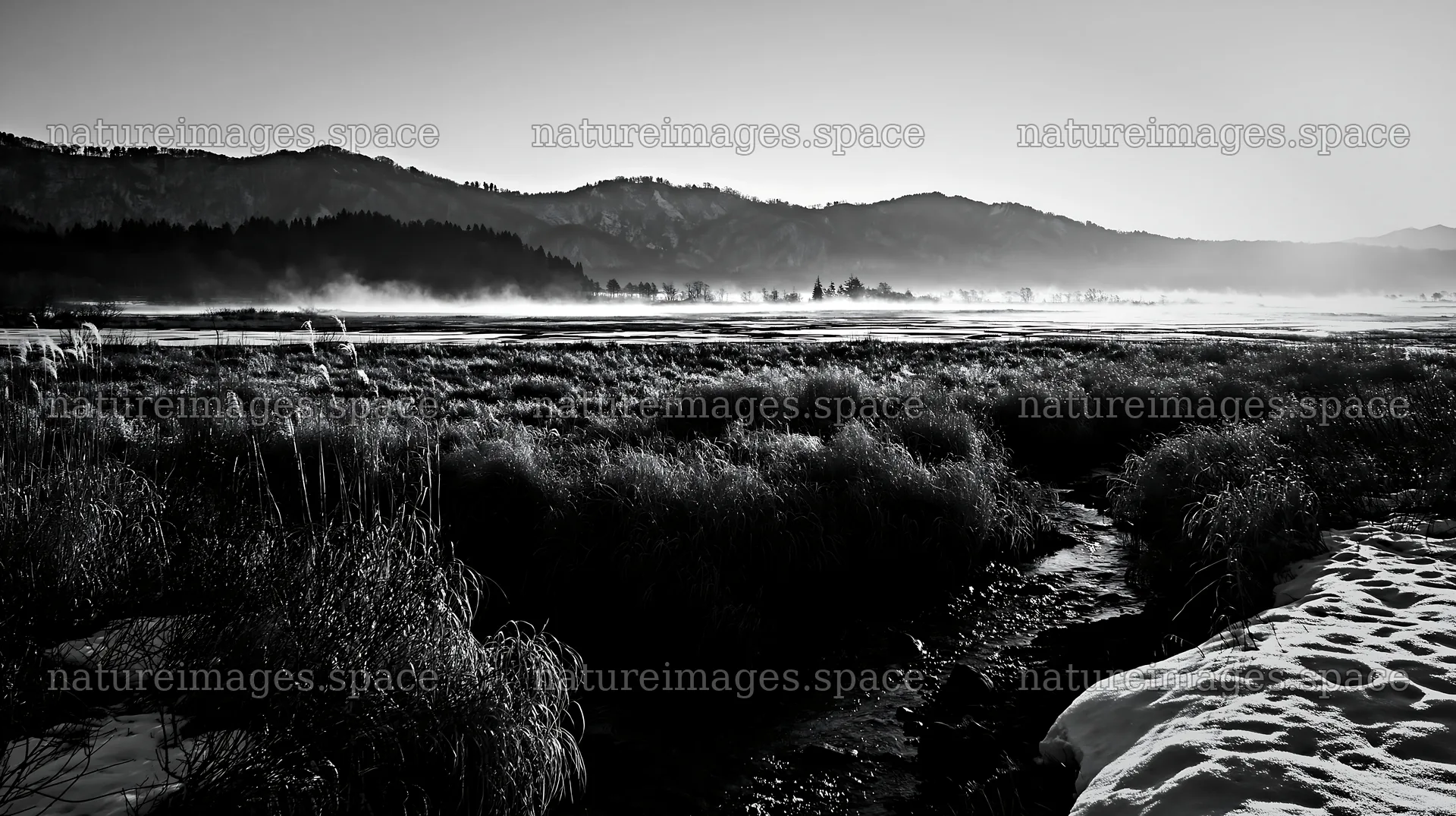 Akita snowmelt meadow with silver grasses during sunrise – nature images 10608x5938
