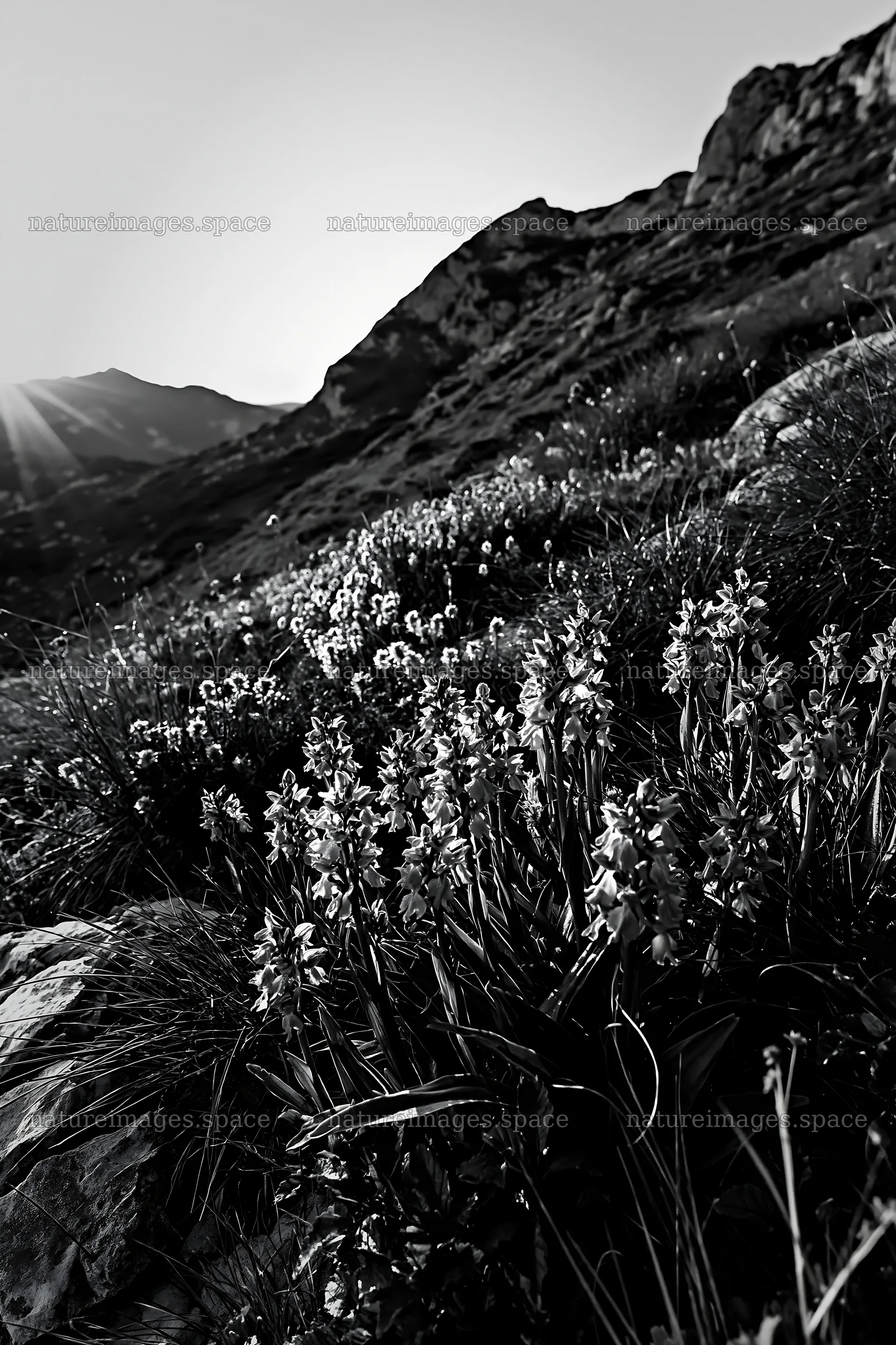 Wild orchids bloom in mountain meadow during sunset – nature images 6480x9722