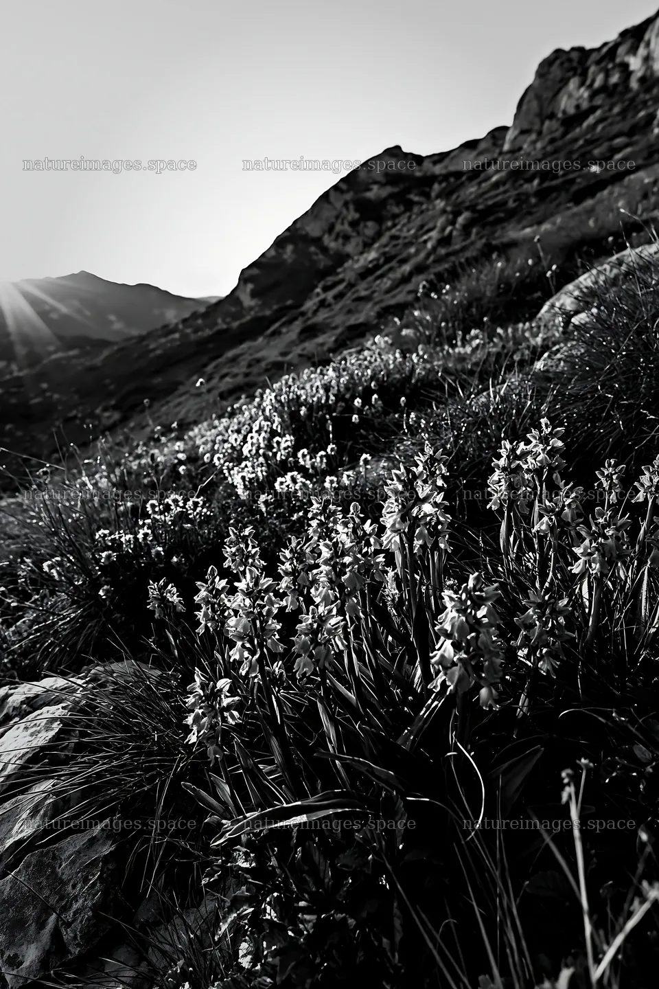 Wild orchids bloom in mountain meadow during sunset – nature images 6480x9722