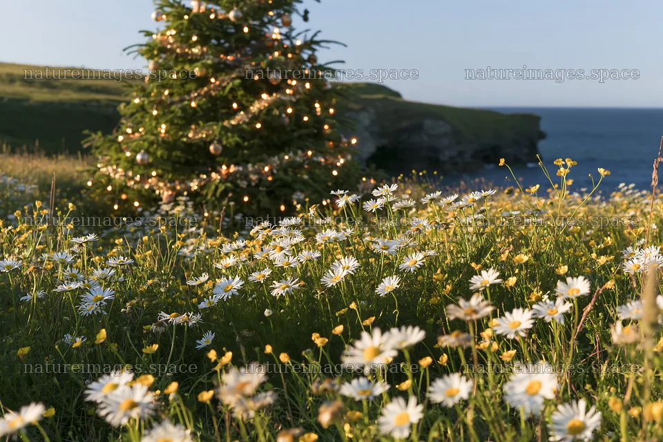 Christmas tree in meadow by cave near the ocean – nature images 9722x6480