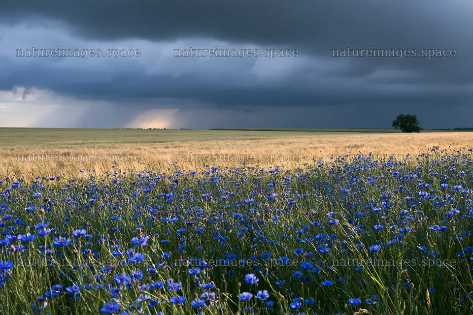Cornflower meadow under dark storm clouds – nature images 9722x6480