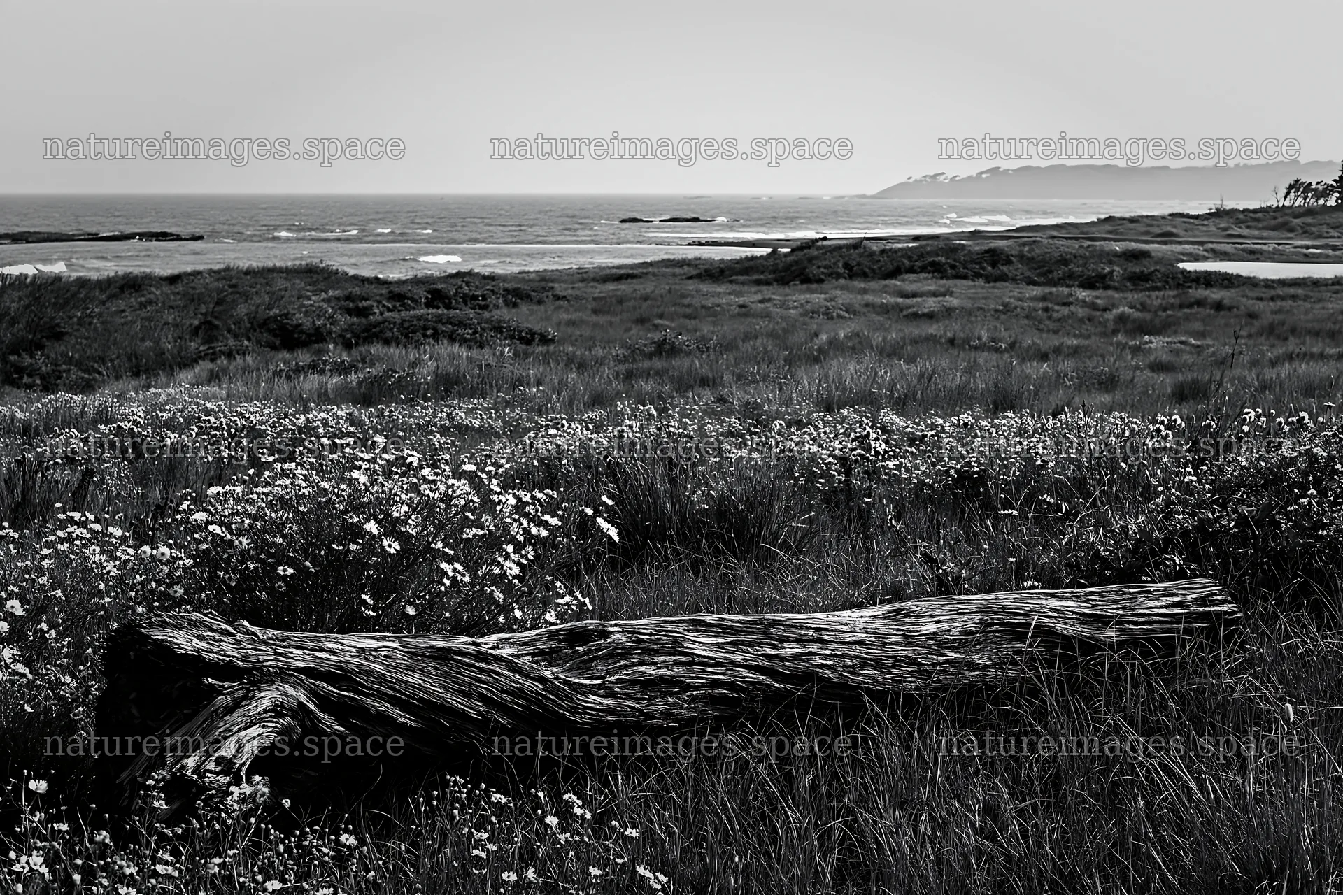 Chiba coastal meadow with driftwood and flowers – nature images 9722x6480