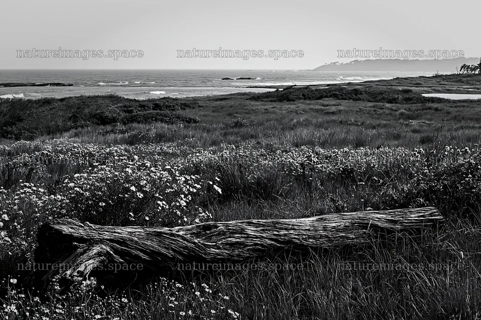 Chiba coastal meadow with driftwood and flowers – nature images 9722x6480
