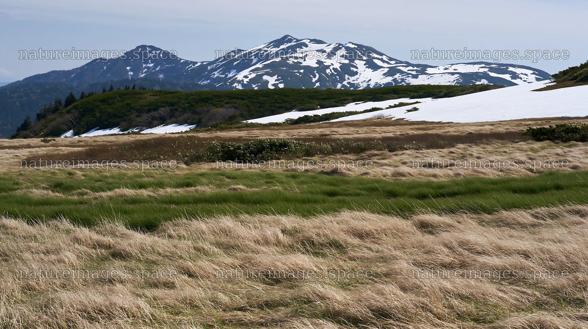 Snowmelt meadow with silver grasses in Akita – nature images 10608x5938