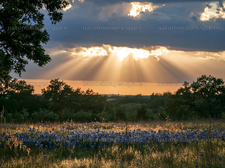 Crepuscular rays over bluebonnet meadow at sunset – nature images 9174x6866