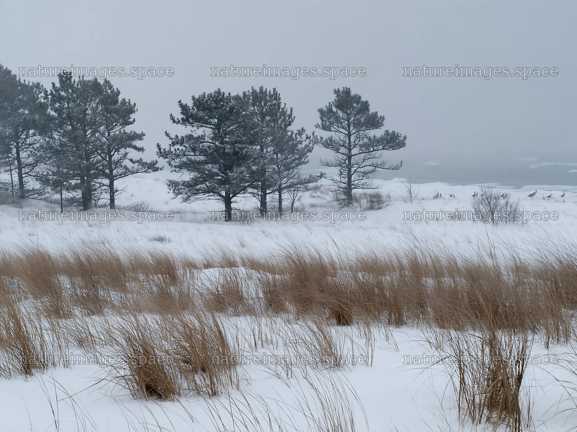Dune meadow covered in snow with trees under cloudy sky – nature images 9174x6866
