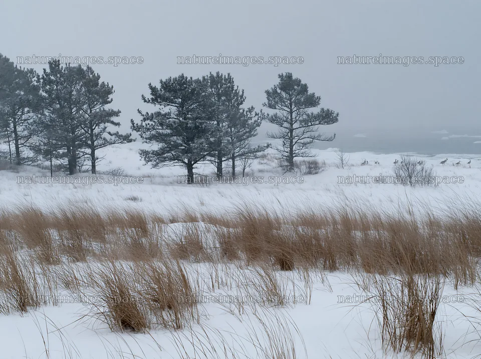 Dune meadow covered in snow with trees under cloudy sky – nature images 9174x6866