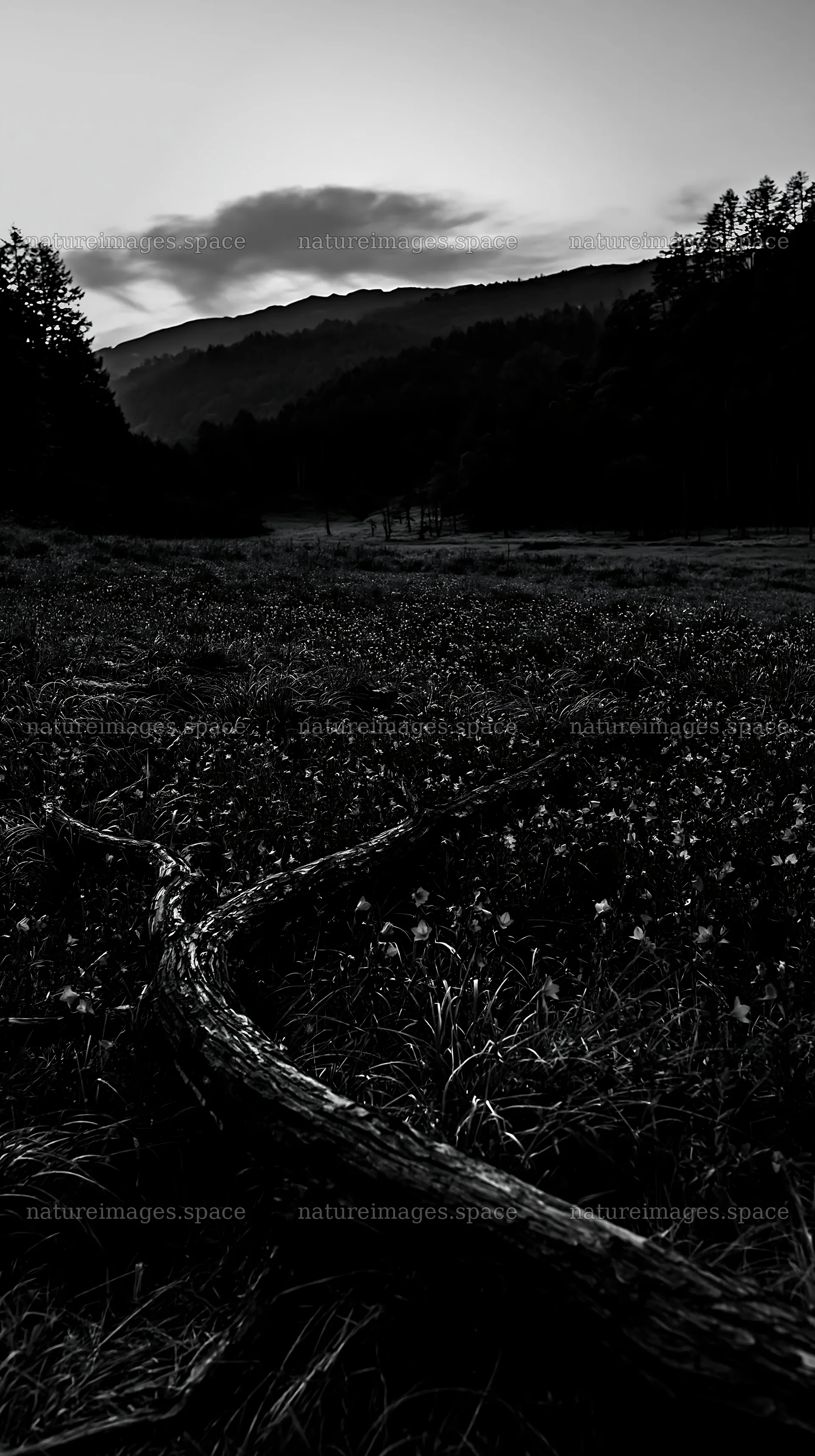 Yamagata rewilded meadow fallen branch foreground in natural setting – nature images 5938x10608