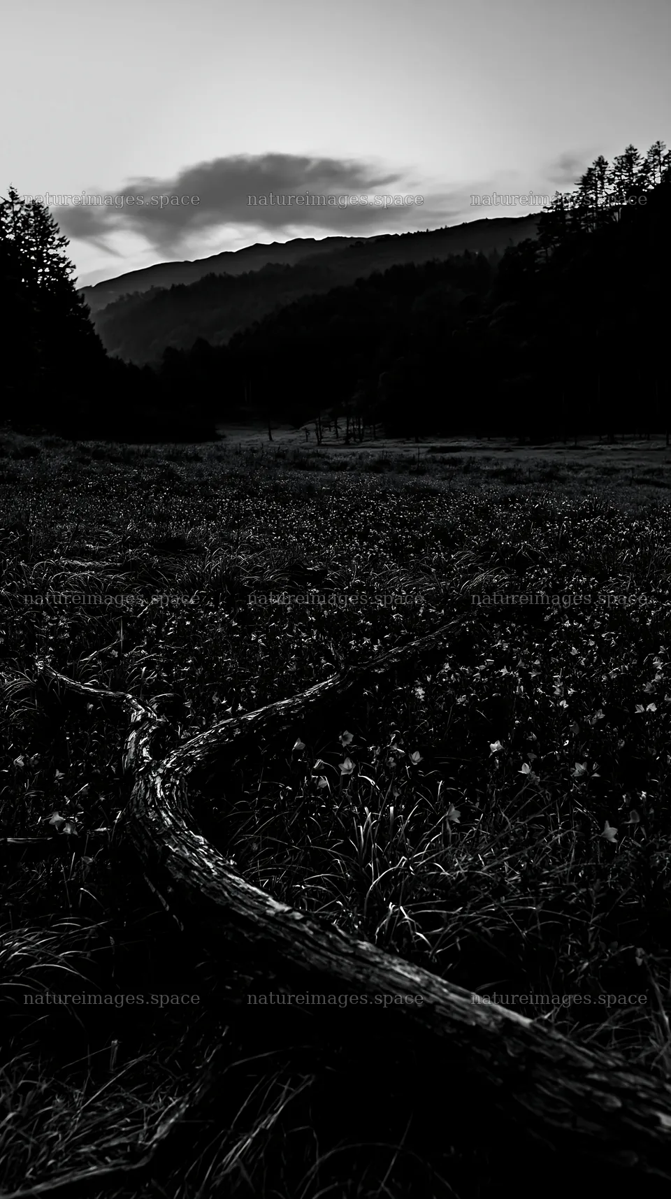 Yamagata rewilded meadow fallen branch foreground in natural setting – nature images 5938x10608