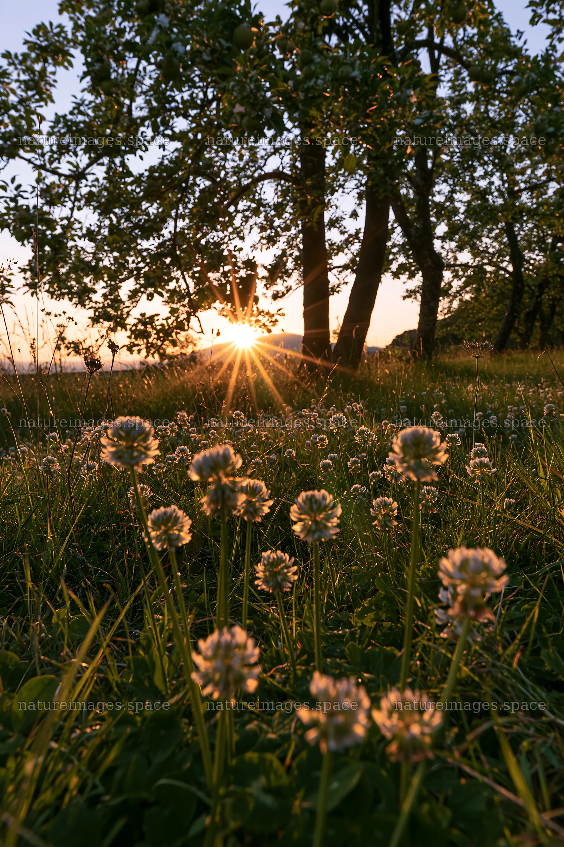 Clover and apple trees in a meadow during sunrise – nature images 6480x9722