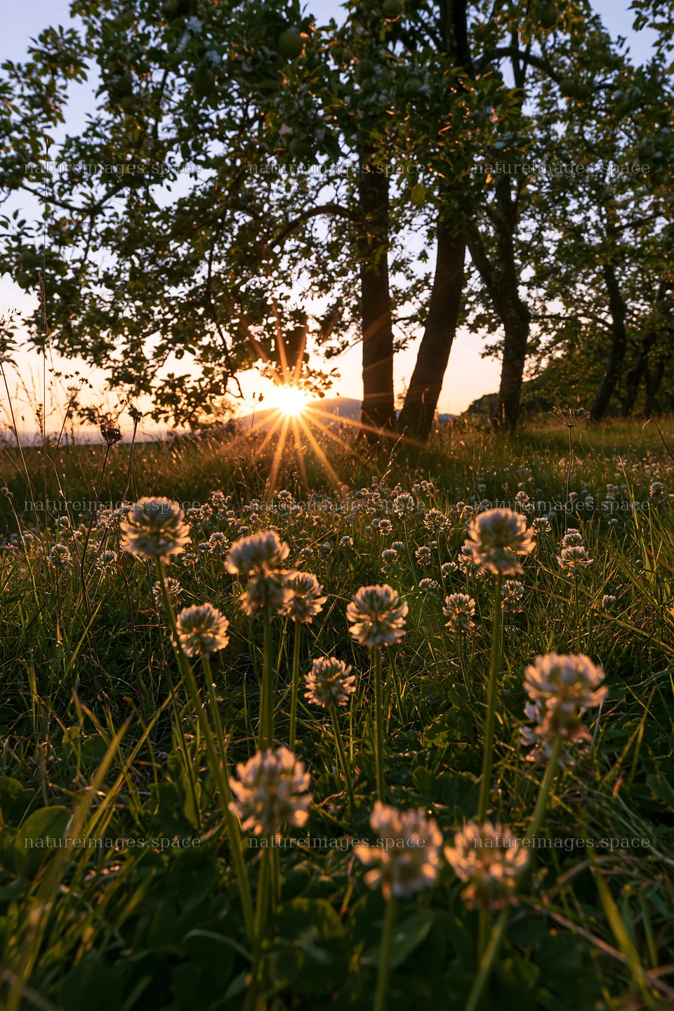 Clover and apple trees in a meadow during sunrise – nature images 6480x9722