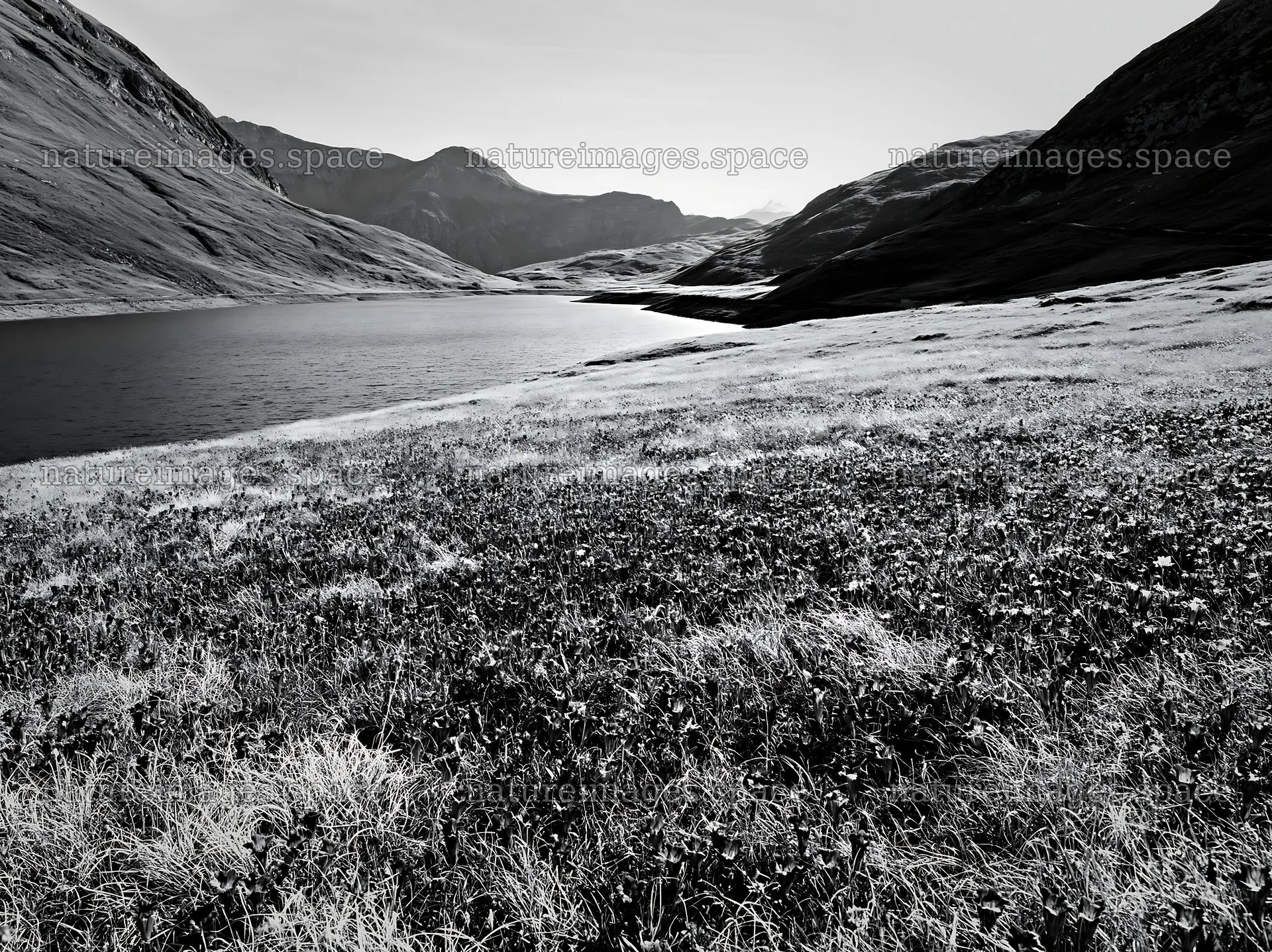Swiss meadow beside alpine lake in black and white – nature images 9174x6866