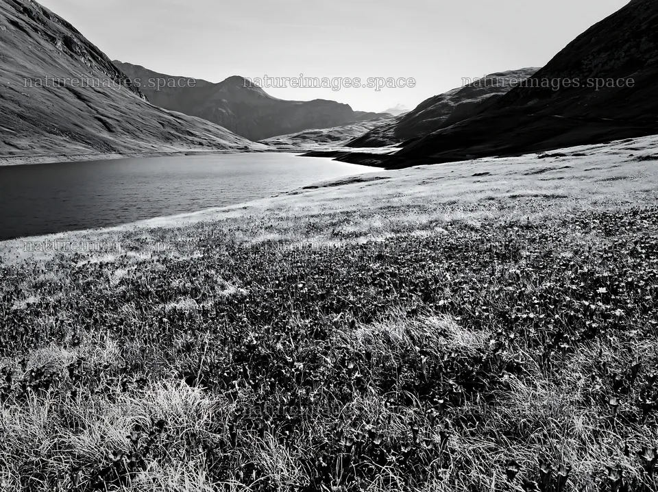 Swiss meadow beside alpine lake in black and white – nature images 9174x6866