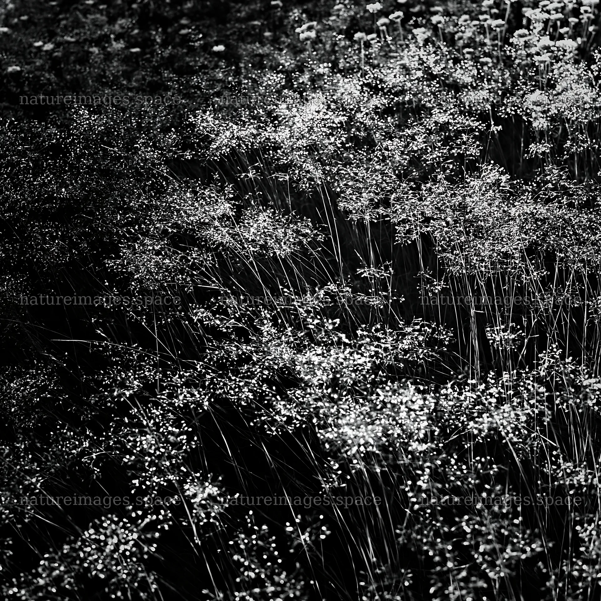 Meadow grass seedheads in black and white setting – nature images 7938x7938