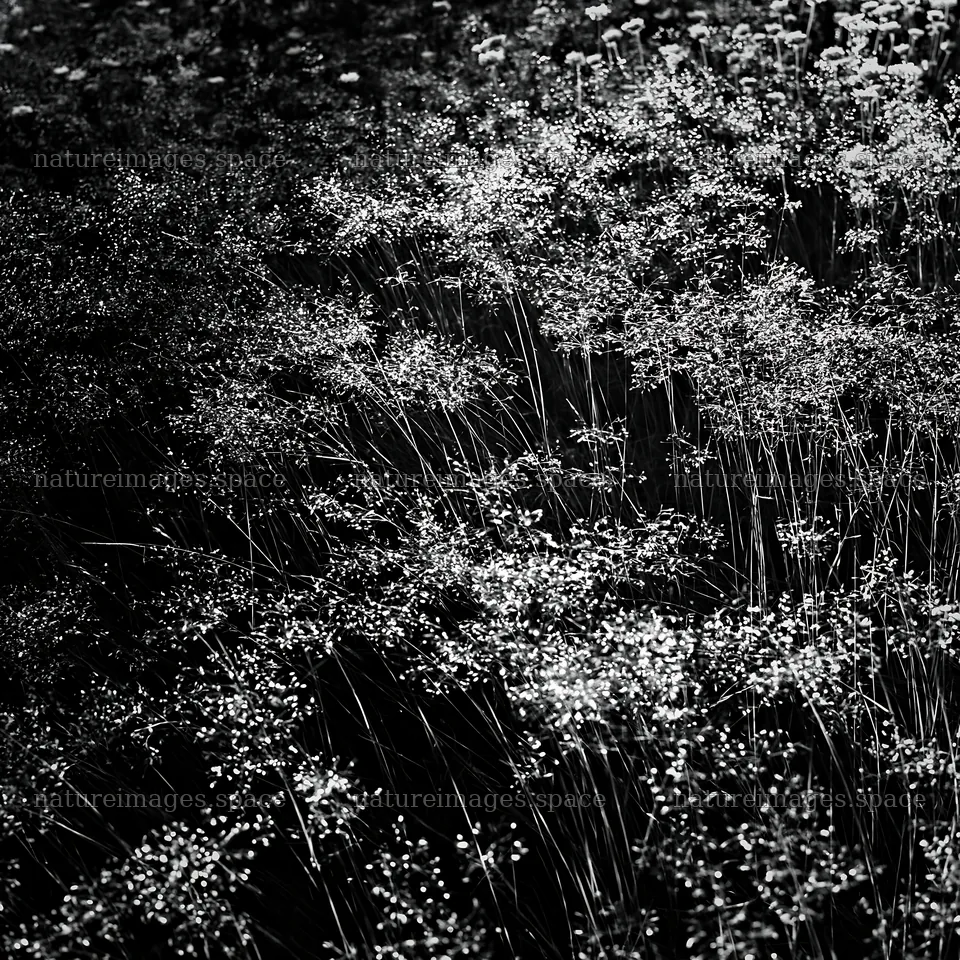 Meadow grass seedheads in black and white setting – nature images 7938x7938