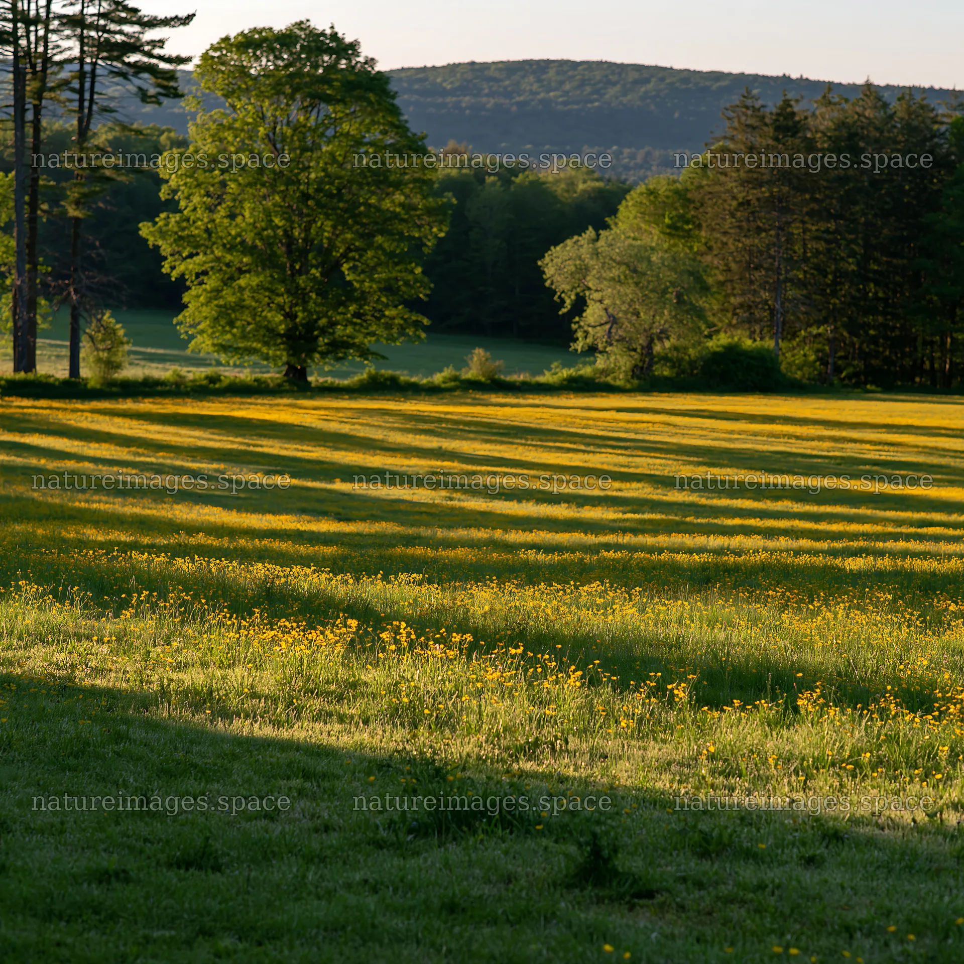 Buttercup meadow with lush greenery and distant hills – nature images 7938x7938