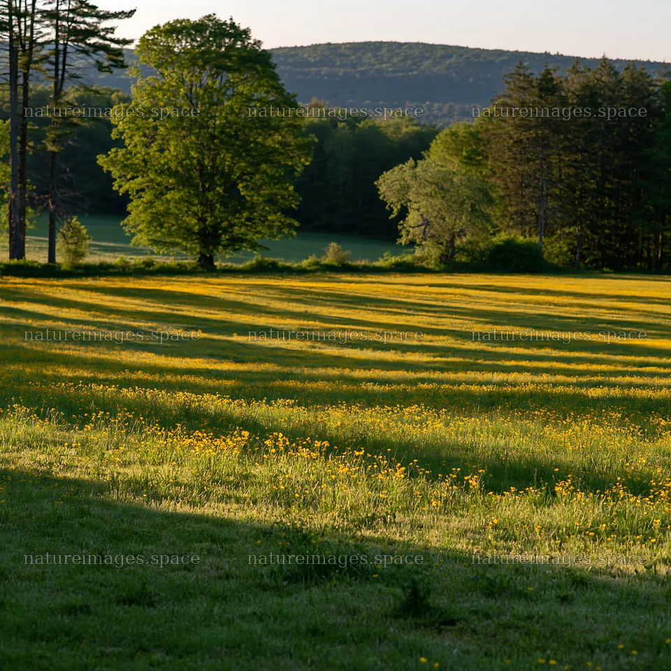 Buttercup meadow with lush greenery and distant hills – nature images 7938x7938
