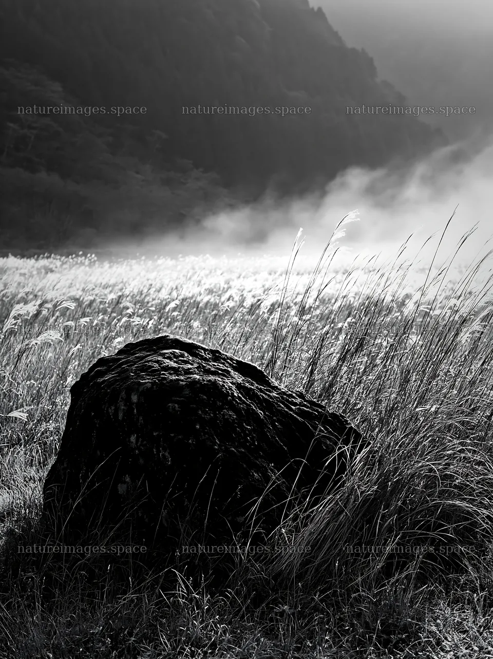 Shimane misty meadow moss covered stone in foggy landscape – nature images 6866x9174