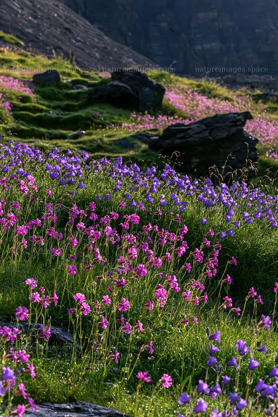 Campion bellflower meadow in spring – nature images 6480x9722