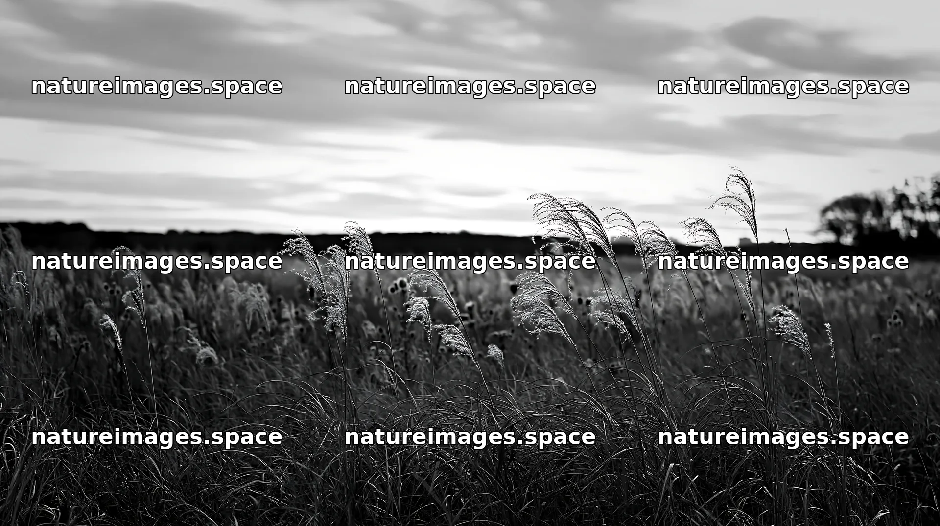 Tokyo urban biodiversity meadow with seedheads at sunset – nature images 10608x5938