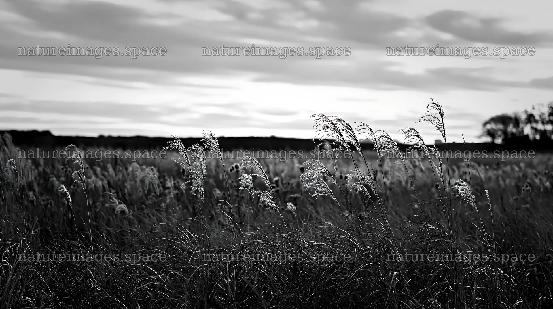 Tokyo urban biodiversity meadow with seedheads at sunset – nature images 10608x5938
