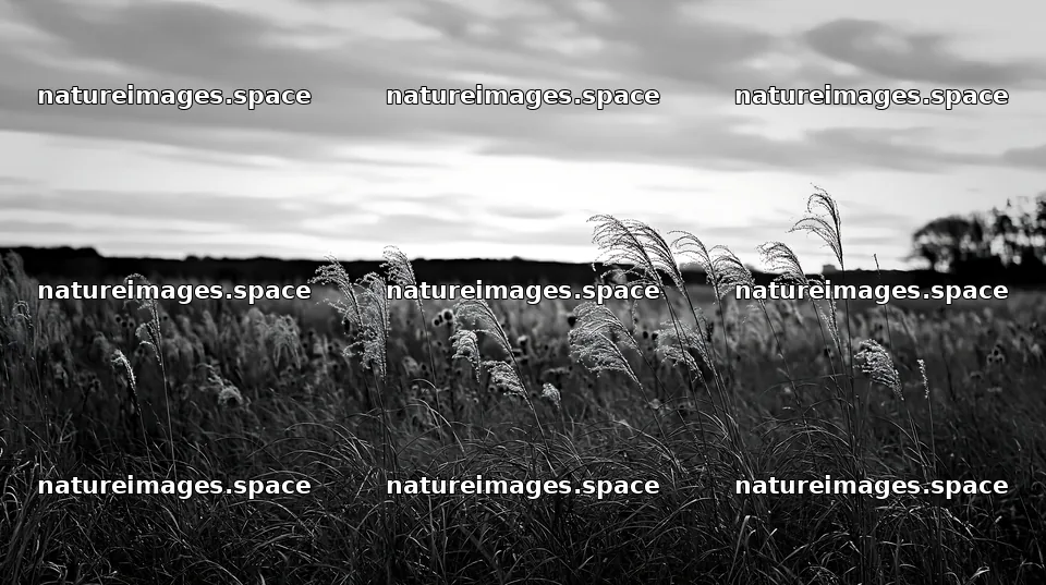 Tokyo urban biodiversity meadow with seedheads at sunset – nature images 10608x5938