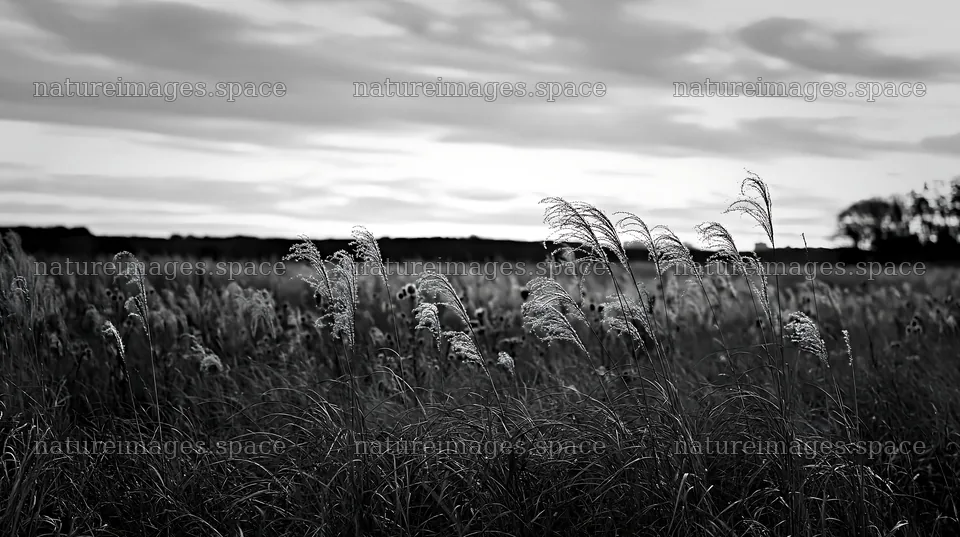 Tokyo urban biodiversity meadow with seedheads at sunset – nature images 10608x5938