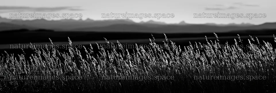 Meadow seedheads backlit at dusk in black and white – nature images 13690x4602