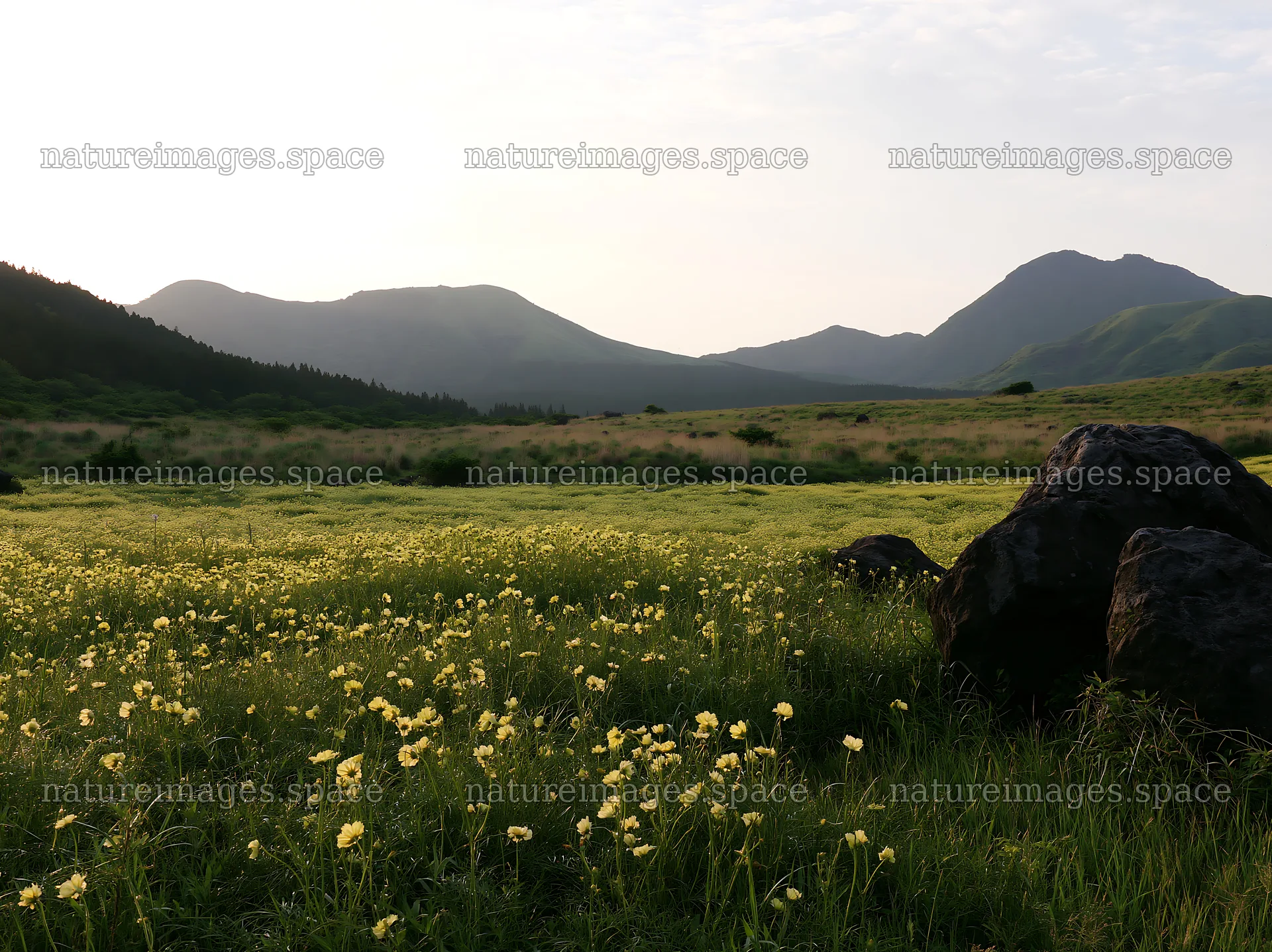 Kumamoto volcanic meadow dark rock foreground with yellow flowers – nature images 9174x6866
