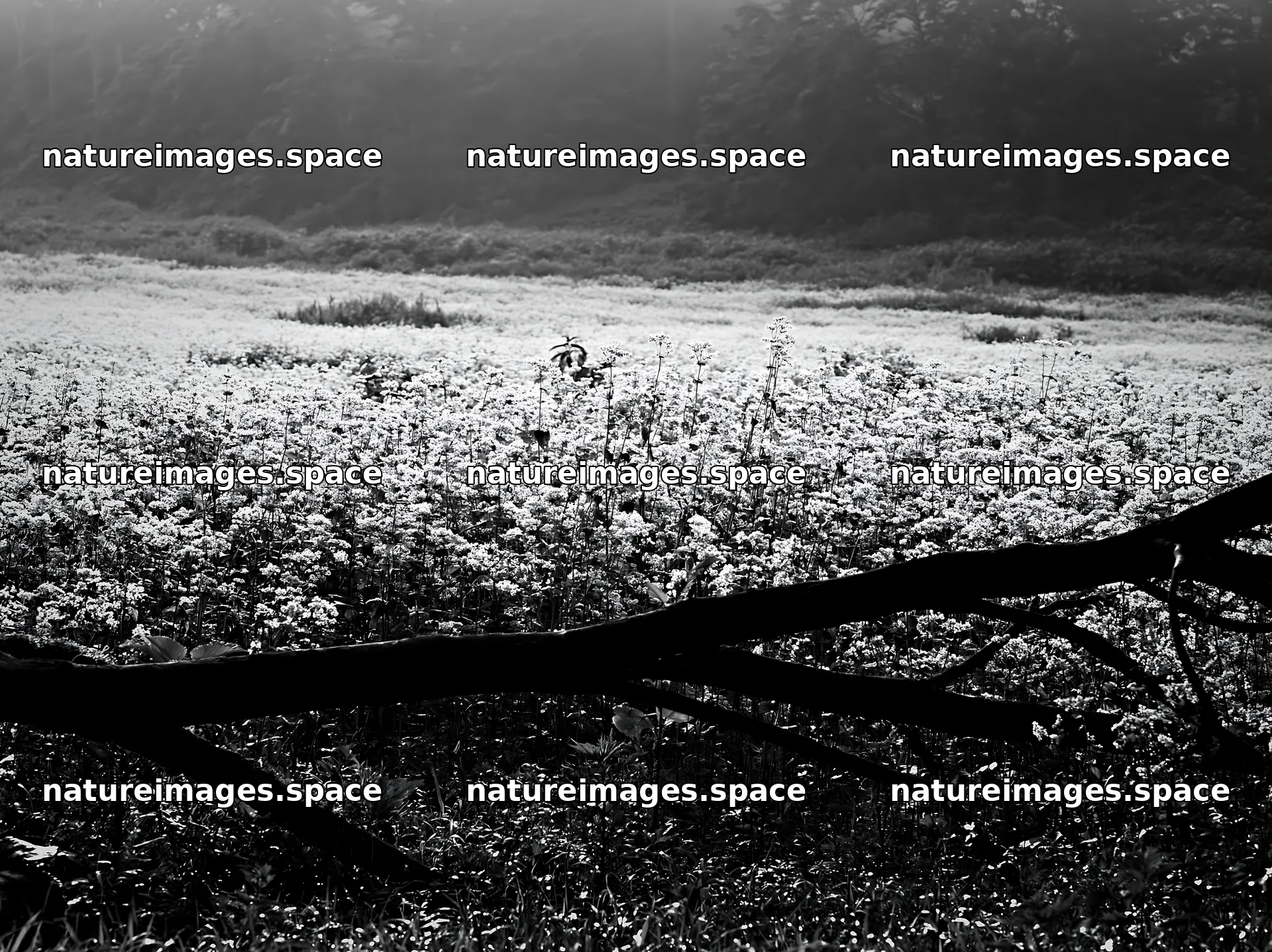Yamagata rewilded meadow fallen branch foreground – nature images 9174x6866