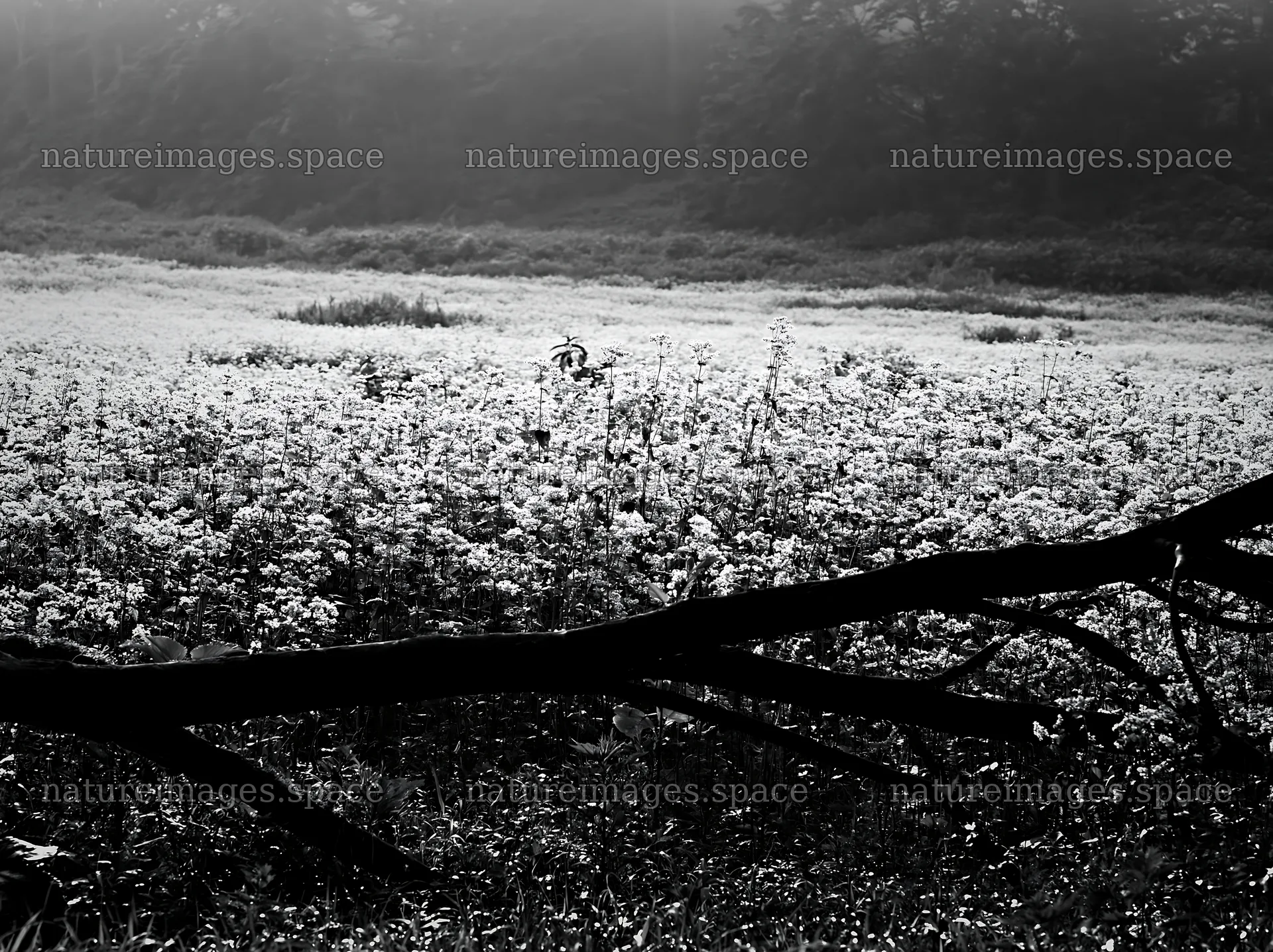 Yamagata rewilded meadow fallen branch foreground – nature images 9174x6866