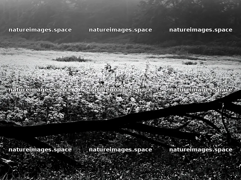 Yamagata rewilded meadow fallen branch foreground – nature images 9174x6866