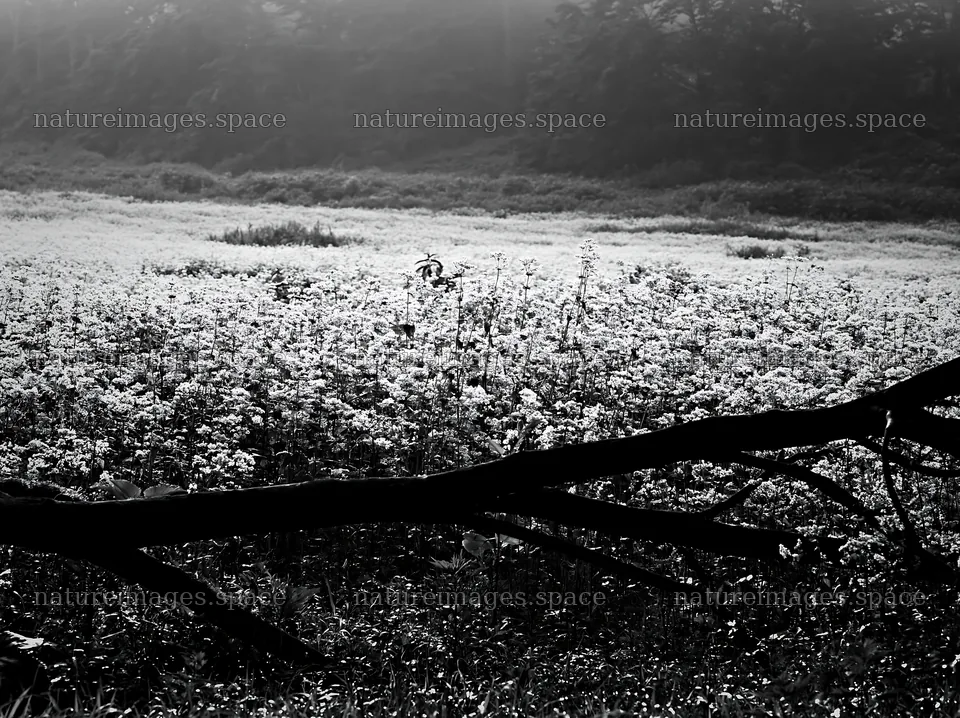 Yamagata rewilded meadow fallen branch foreground – nature images 9174x6866