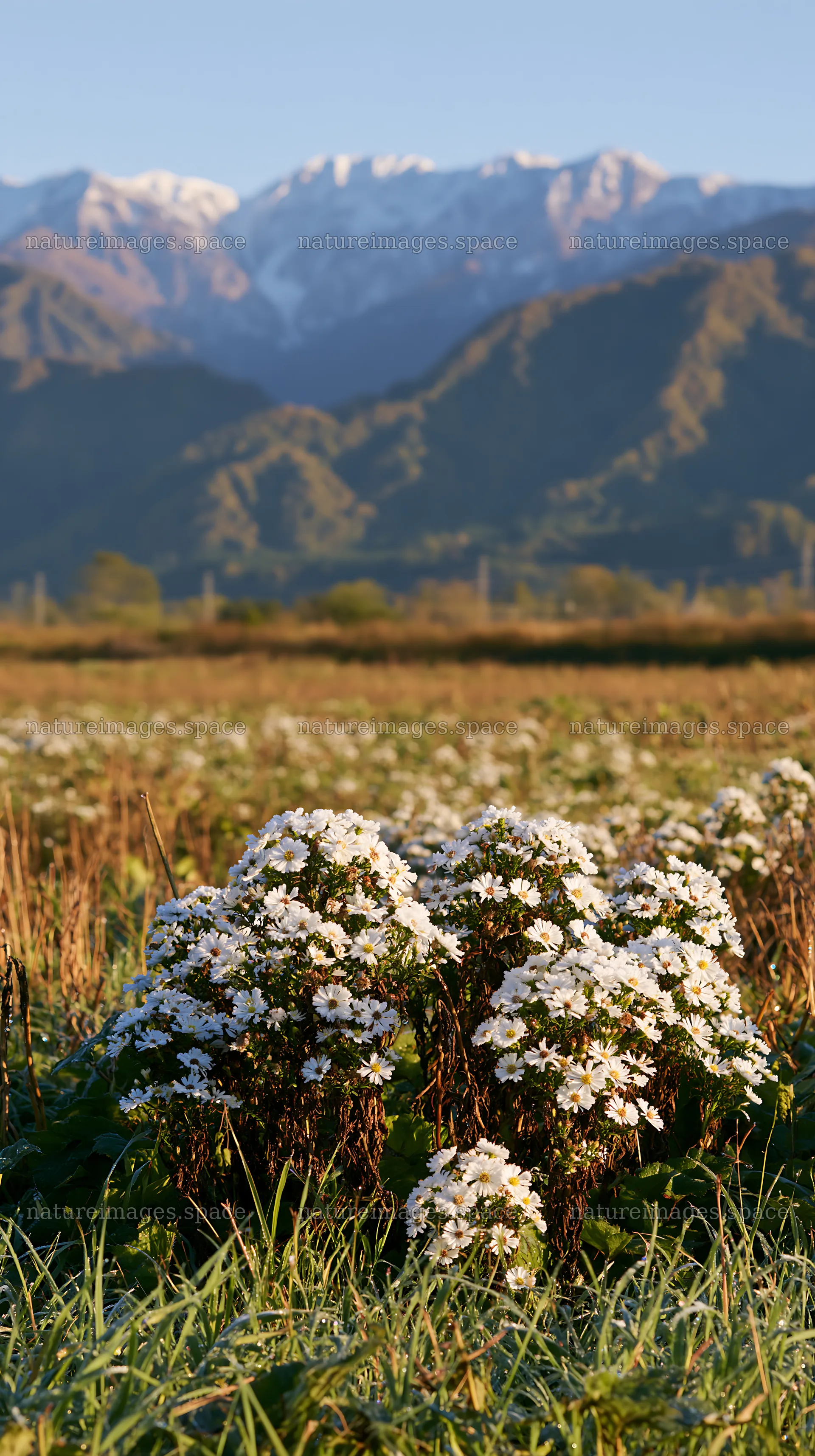 Meadow flowers in Niigata floodplain restoration area – nature images 5938x10608