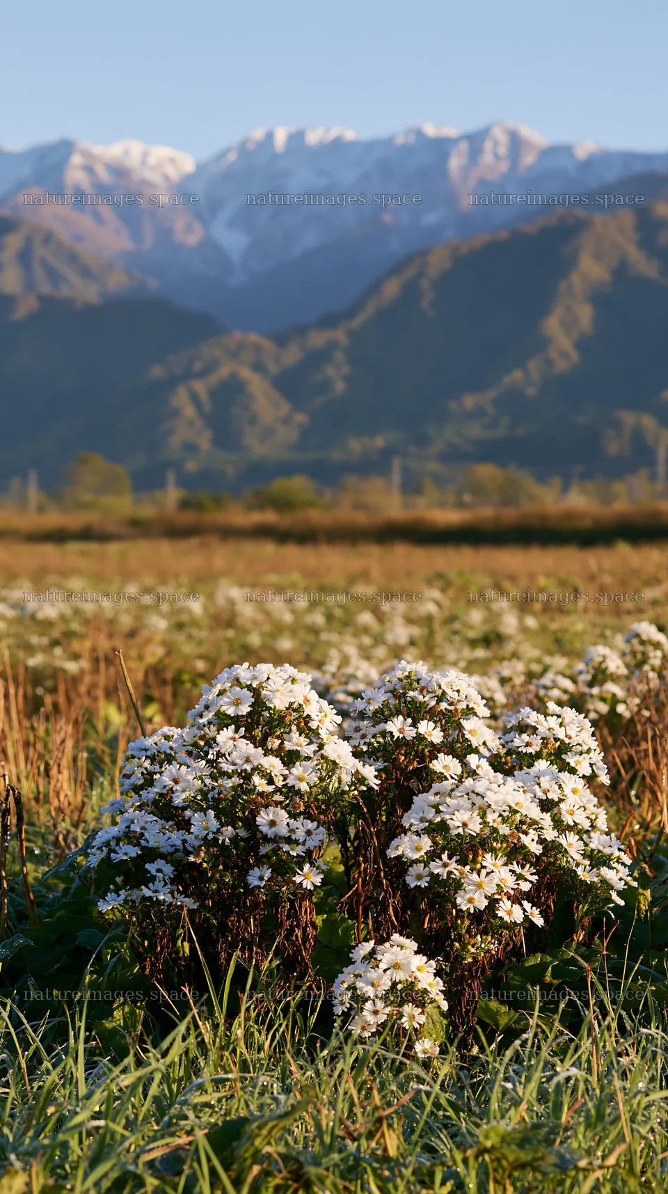 Meadow flowers in Niigata floodplain restoration area – nature images 5938x10608