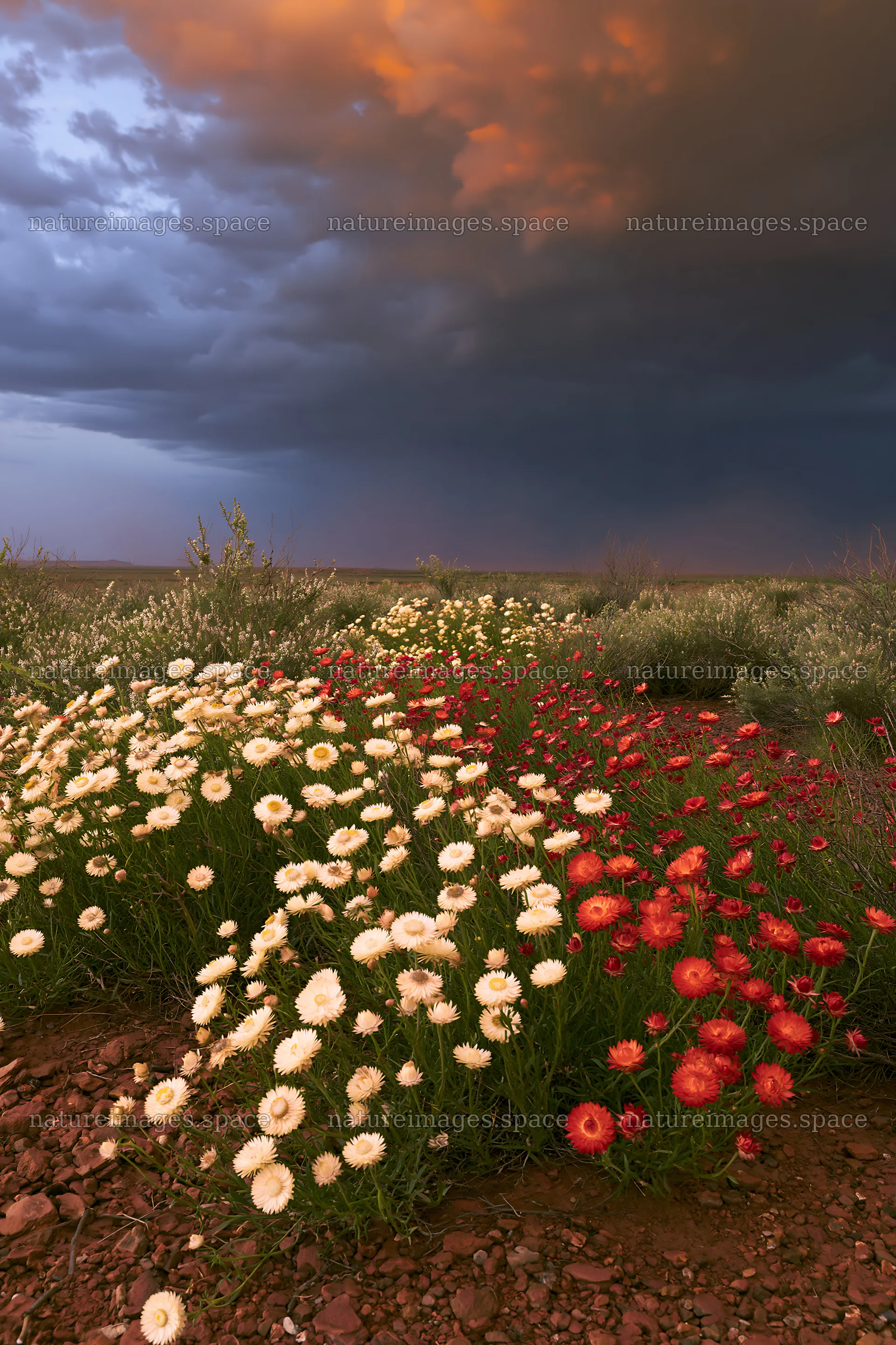 Drought-tolerant meadow with flowers under a stormy sky – nature images 6480x9722