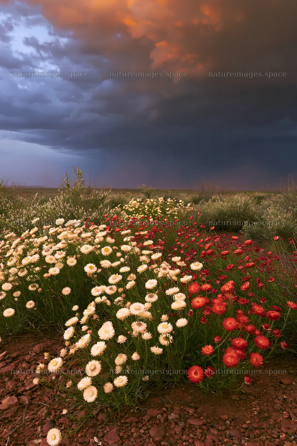 Drought-tolerant meadow with flowers under a stormy sky – nature images 6480x9722